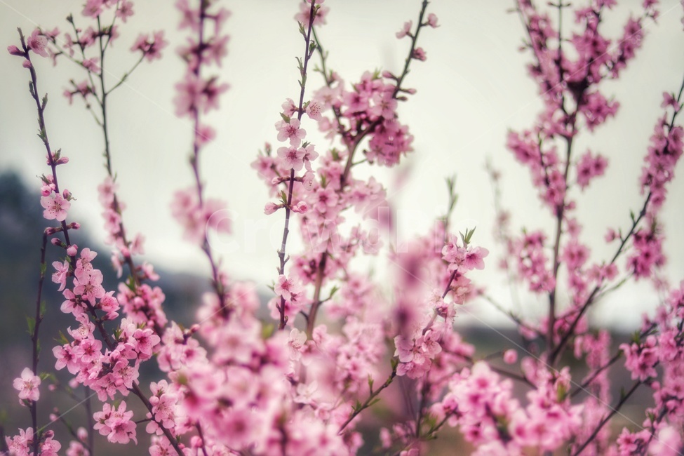 개복숭아꽃,꽃나무,복숭아나무,flowerstree,개복숭아,봄꽃나무