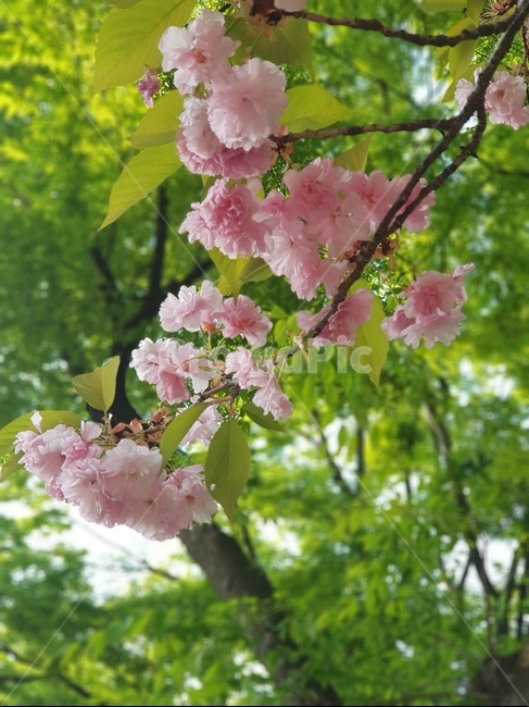 왕벚꽃,벚꽃,봄,벚나무,봄꽃