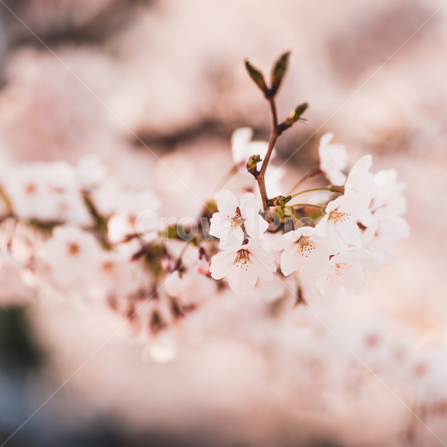 꽃,벚꽃,봄,자연,cheeryblossom,spring,flower,봄,계절,spring,season,식물,자연,plants,nature,꽃,flower