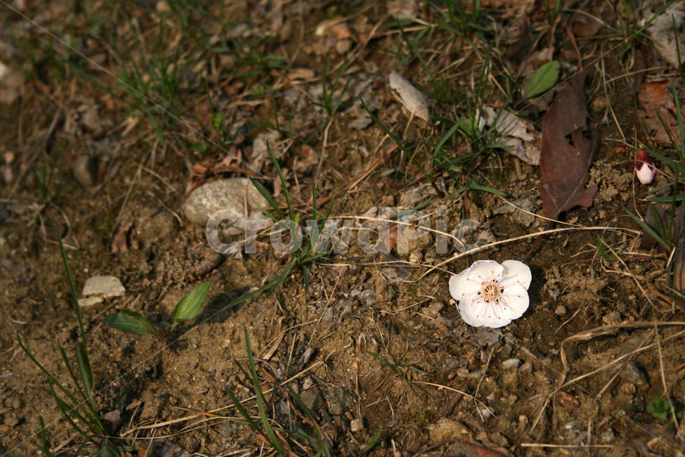 벚꽃,봄,봄날,감성,spring,flower,풍경,식물,꽃,분홍색,봄,계절,spring,season,식물,자연,plants,nature,꽃,flower,ground,바닥