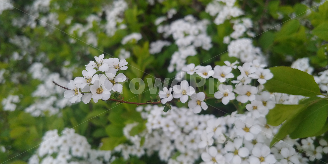꽃,식물,봄,봄꽃,하얀색,flower,spring