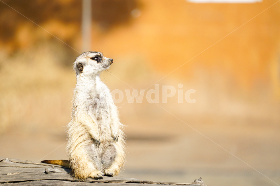 미어캣,meerkat,동물,animal,포유류,suricate,동물,animal,포유류,mammal