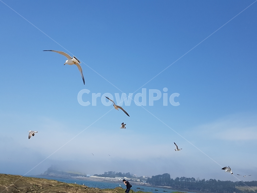 하늘,바다,해변,파도,갈매기,동물,animal,조류,새,birds