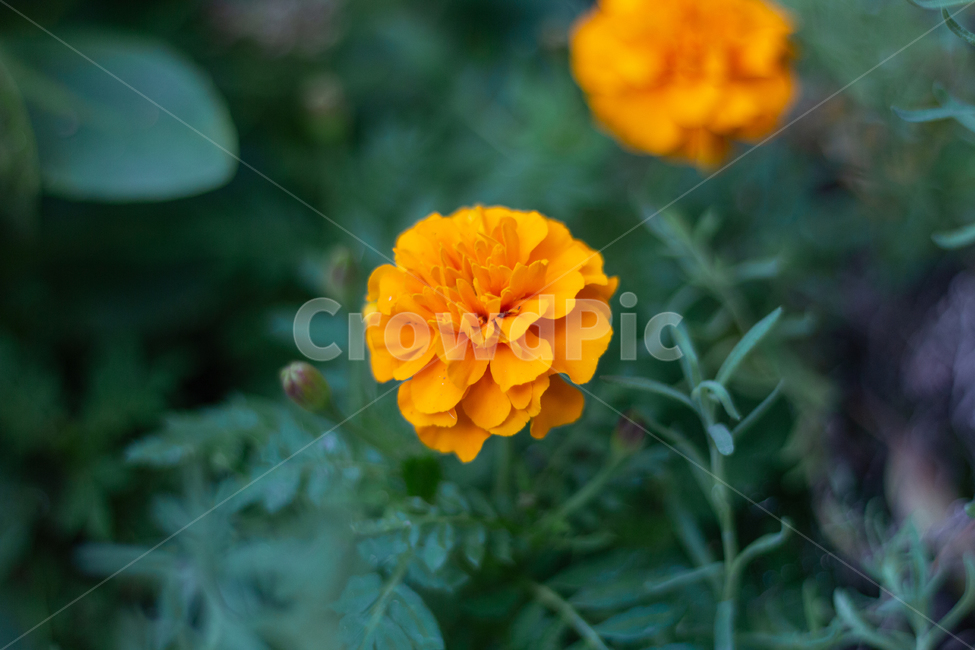 꽃,자연,주황,식물,flower,blossom,plant