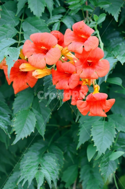 꽃,flower,식물,능소화,나들이,산책