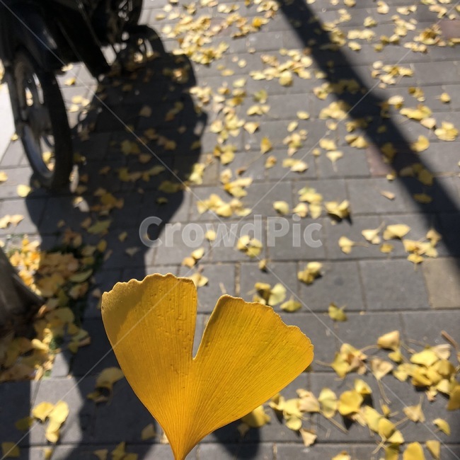 하트아이콘,하트모양,단풍잎,단풍,가을,단풍나무,길,낙엽,fall,breeze,healing,sentinental,sunset,autume