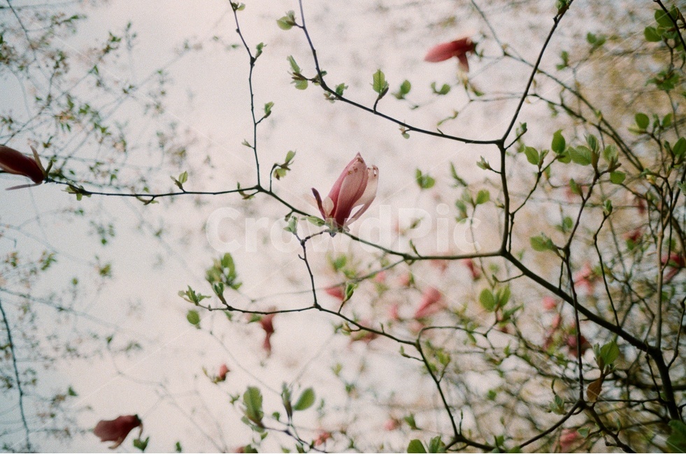 magnolia,tree,spring,목련,봄,감성사진,필름사진,아늑한,따뜻한,나무,하늘,풀잎,새싹,꽃봉오리,sensitive,flower,sky,film,cozy,봄,계절,spring,season,식물,자연,plants,nature,꽃,flower,감성,sensible,feeling,plant,blossom