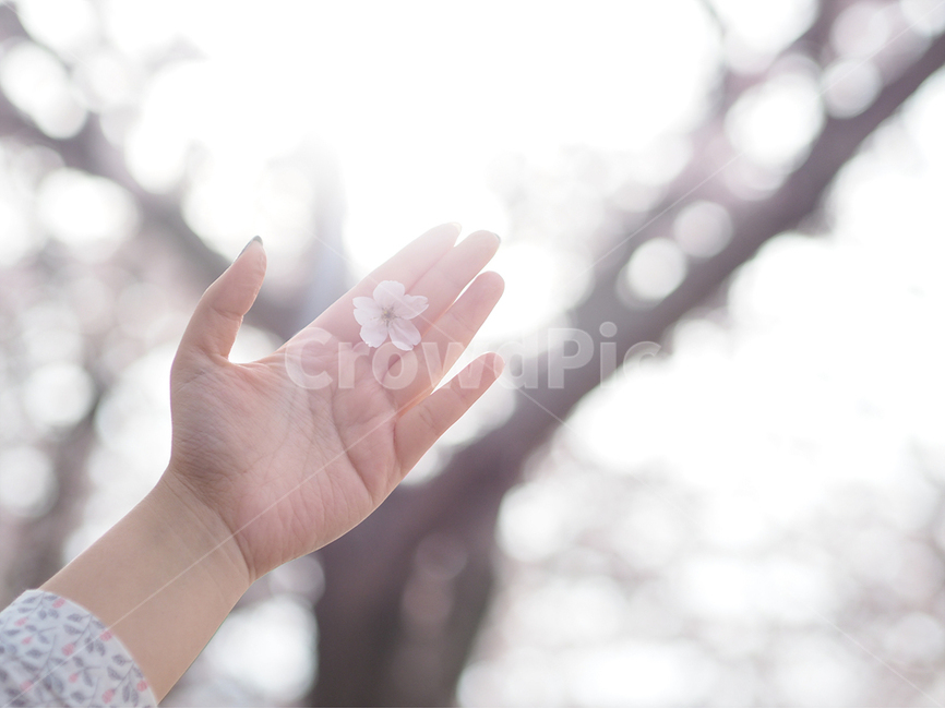 자연식물,풍경,꽃,감성사진,4월,벚꽃,한국,봄,계절,spring,season,식물,자연,plants,nature,꽃,flower,사람,인물,인간,human,person,신체일부,몸,body,감성,sensible,feeling,휴식,힐링,rest,relaxation,healing