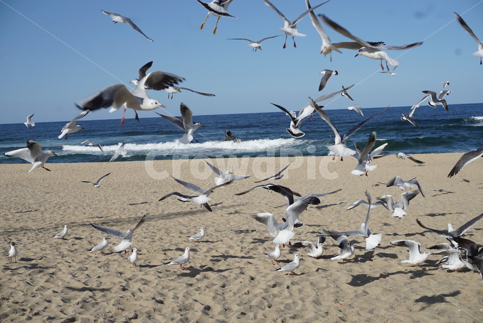 동물,새,bird,갈매기,flock,대군,갈매기떼,동물,animal,조류,새,birds