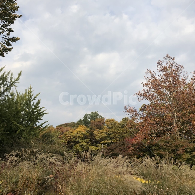 나무,tree,가을,fall,가을하늘