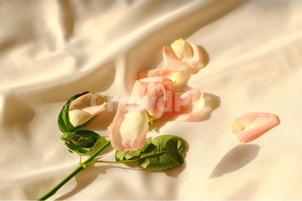 색감,감성사진,자연,꽃,장미,잎,꽃잎,flower,nature,red,color,손,사람,장미잎,꽃,flower,감성,sensible,feeling