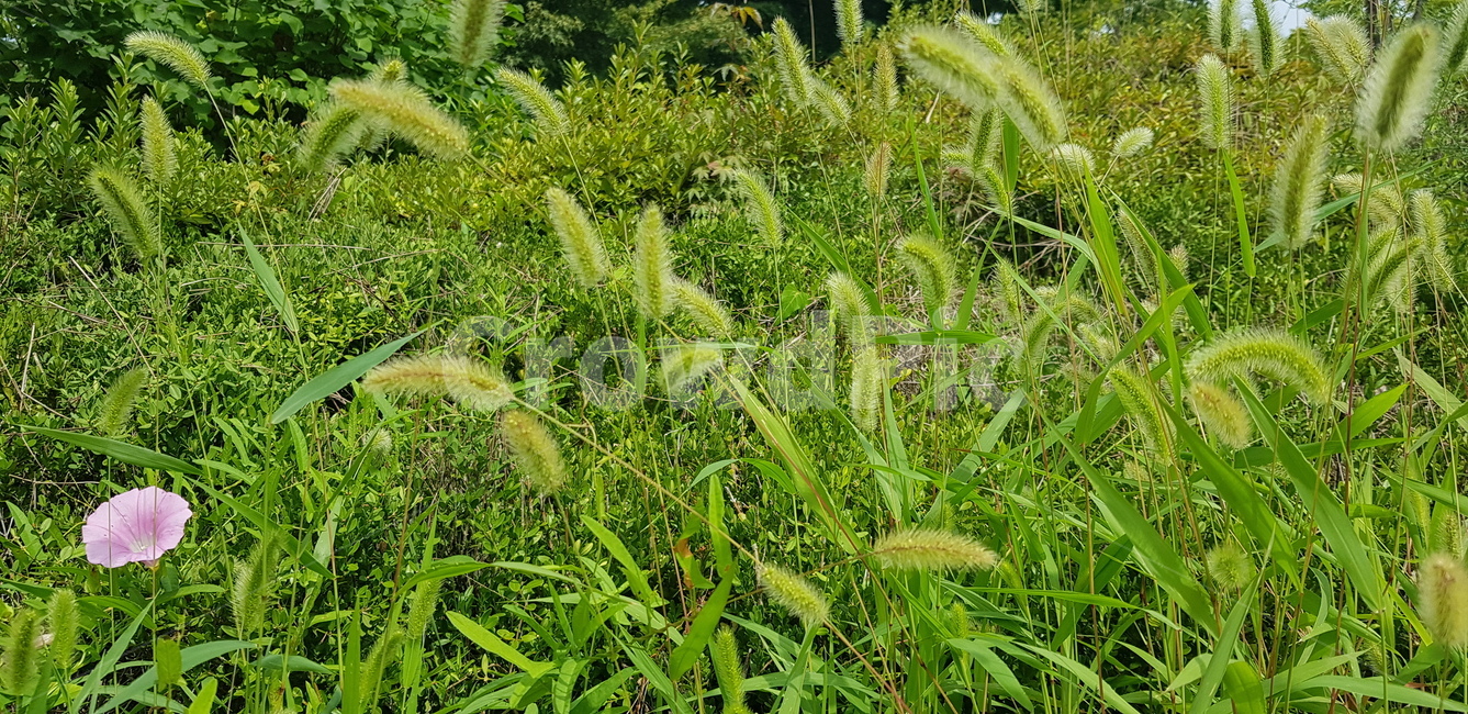 강아지풀,풀,초록,연두,식물,잔디,plant,lawn,grass,vegetation,정원,계절