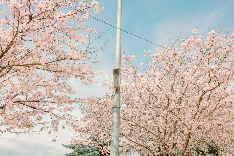 봄,벚꽃,감성,낭만,따뜻함,봄날,여의도,따스함,포근함,4월,식물,자연,plants,nature,꽃,flower,나무,trees,wood