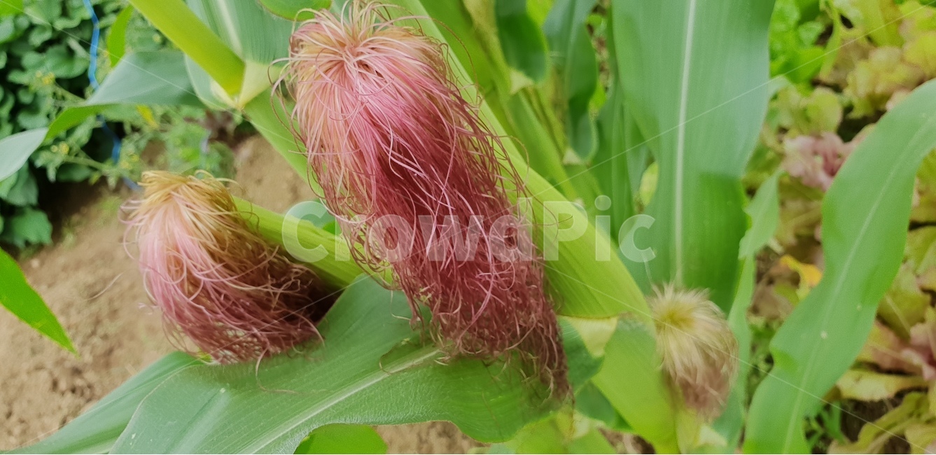 주말농장,옥수수,채소,식물,농사,식물,자연,plants,nature