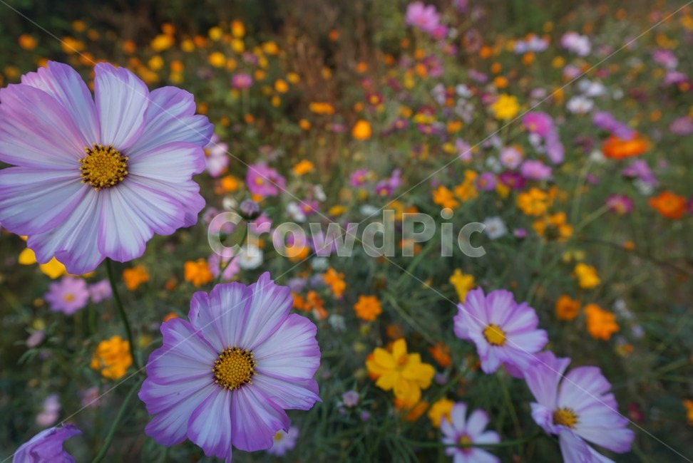 식물,plant,petal,꽃잎,flower,blossom,정원,garden,식물,자연,plants,nature,꽃,flower