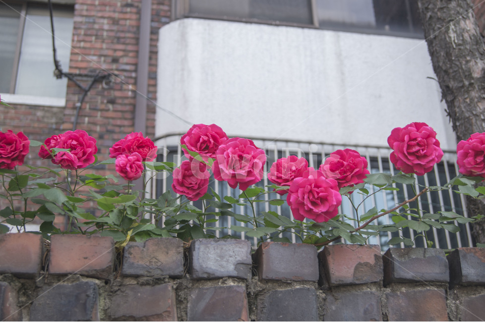 장미,꽃,여름꽃,담장,담벼락,붉은장비,식물,자연,plants,nature,꽃,flower