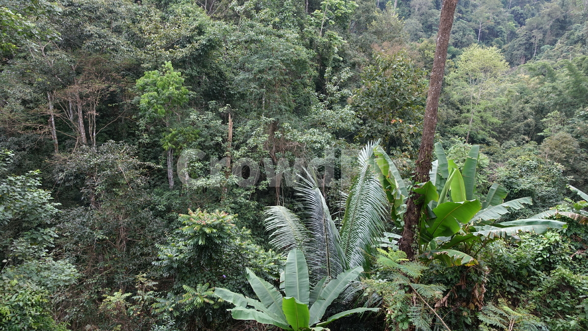 plant,식물,vegetation,초목,outdoors,옥외,land,tree,나무,nature,자연,rainforest,열대우림,jungle,밀림,초록,green