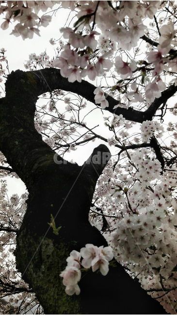 봄,spring,벗꽃,꽃,계절,만개,나무,하늘,자연,식물,plant,봄,계절,spring,season,식물,자연,plants,nature,꽃,flower,나무,trees,wood,plant,tree trunk,나무 줄기,tree