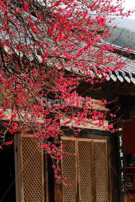 꽃,식물,홍매화,봄,절,식물,자연,plants,nature,꽃,flower