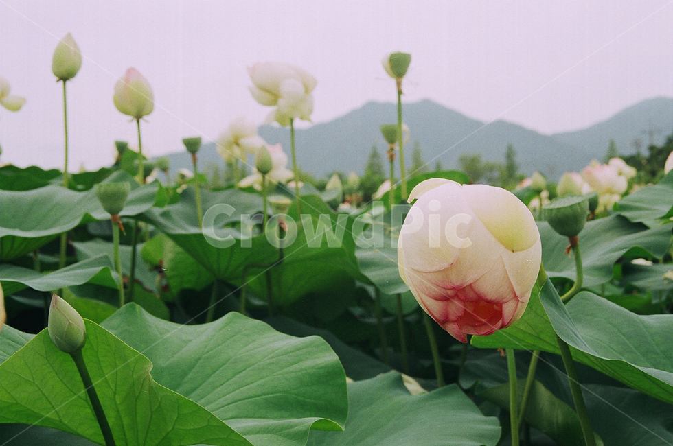 연꽃,연잎,자연,여름,필름,풍경,봉오리