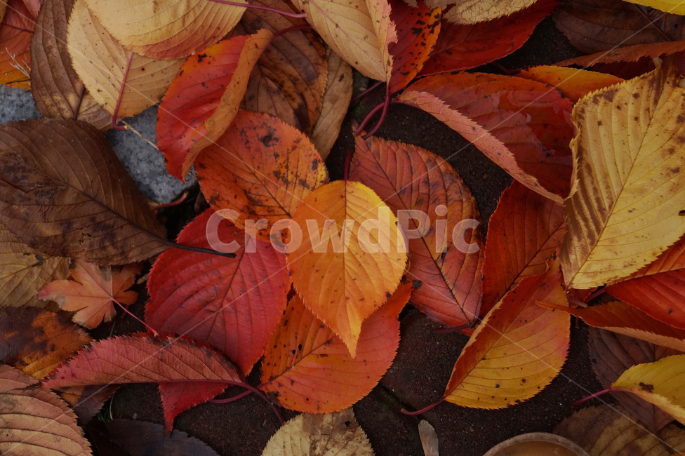 낙엽,가을,늦가을,계절,나뭇잎,나무,잎,잎사귀,자연,nature,fall,autumn,백그라운드,배경,가을,계절,fall,autumn,season,veins,정맥,leaf,plant,식물
