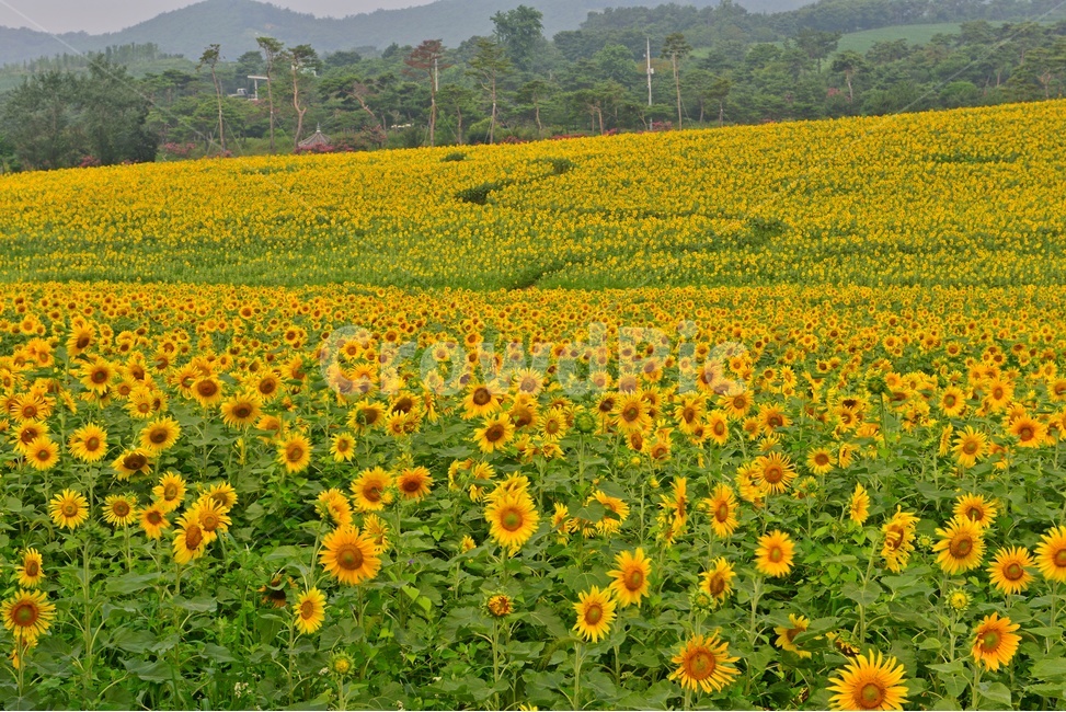 plant,식물,flower,blossom,해바라기,해바라기꽃,해바라기밭,고창,학원농장,농장,자연,경치,경관,풍경