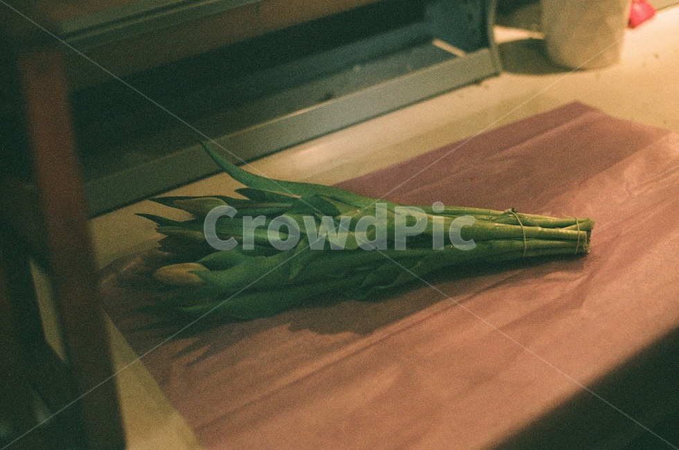 꽃,튤립,필름,필카,감성,플라워,꽃,flower