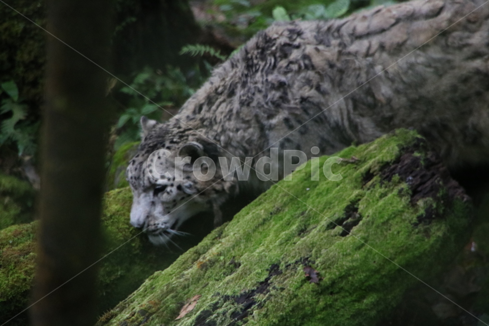 설표,동물,스노우레오파드,히말라야,고산,동물,animal