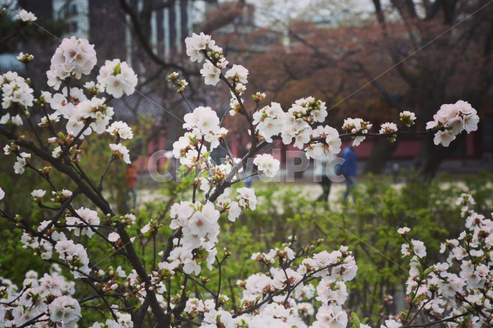꽃,꽃사진,감성,감성사진,대구여행,봄,계절,spring,season,식물,자연,plants,nature,꽃,flower,감성,sensible,feeling,plant,blossom,cherry blossom,벚꽃