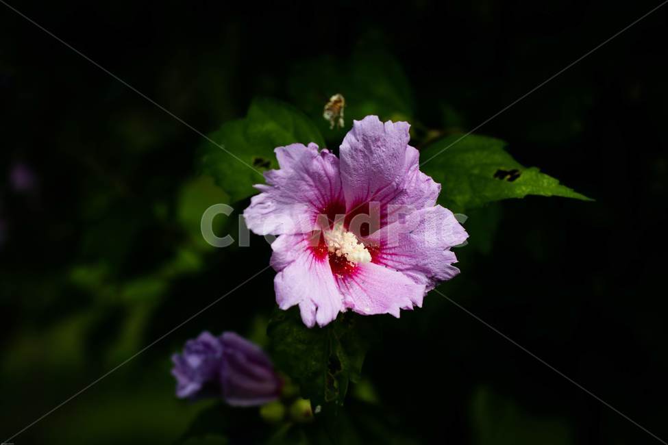 꽃,무궁화,우리나라꽃,식물,flower,무궁화꽃,국화,나무,삼일절,애국심,야생화,대한민국의상징,속씨식물,아욱과,나라꽃,씨앗,열매,꽃잎,붉은색,무궁화정신,쌍떡잎식물,근화,흰색,연분홍색,분홍색,단체수술,공원,조경,무궁화과,식물,자연,plants,nature,꽃,flower