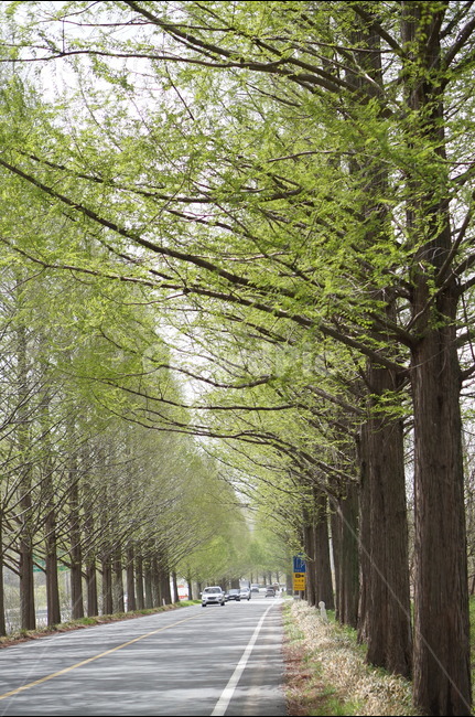 메타세콰이어나무,가로수,초록,풍경,봄,나무,자연,풍경,nature,landscape,한국자연풍경,한국자연경관,korea nature landscape,식물,plants,나무,trees,wood,plant,tree
