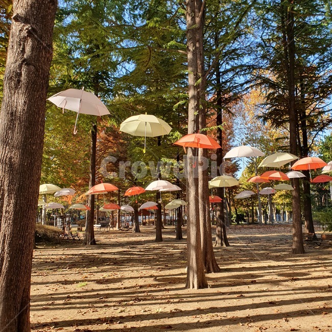 우산,숲,나무,행사,색감,자연,현대,낮,감성