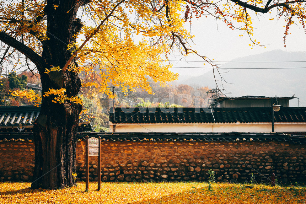 감성사진,은행잎,단풍,낙엽,전주향교,향교,가을,가을,계절,fall,autumn,season,한국전통,한국문화,korean traditional,korean culture,건축물,건물외관,exterior,building,structure,architecture,construction,tree,나무,plant,식물