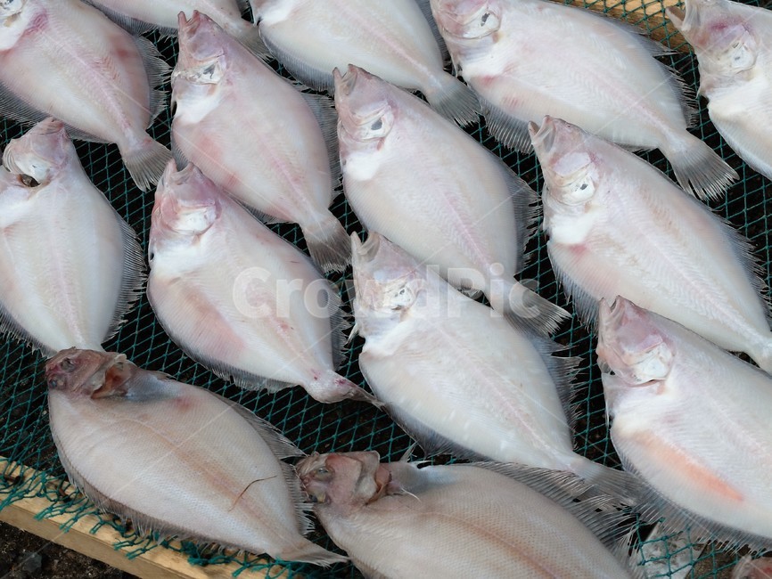 생선,말린생선,물고기,가자미,반건조생선,시장,마트,마켓,market,mart,market place,음식,식재료,요리,food,cook,meal,dishes,food reserves,수산물,해산물,fishery products,seafood