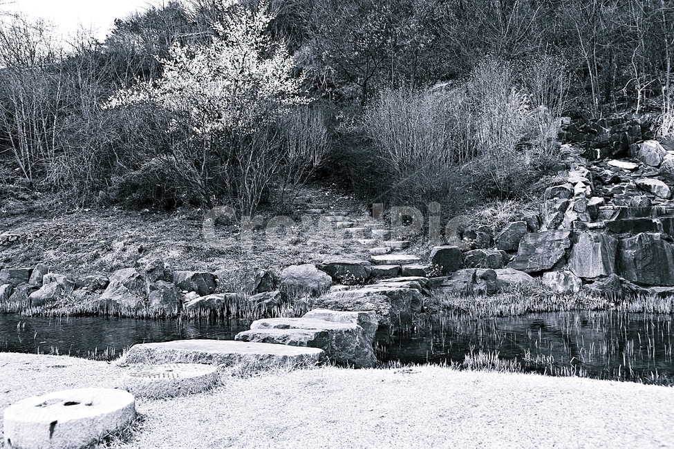 돌길,길,식물,자연,배경,풍경,자연,풍경,nature,landscape,흑백,모노톤,monochrome,black and white,outdoors,옥외,water,물