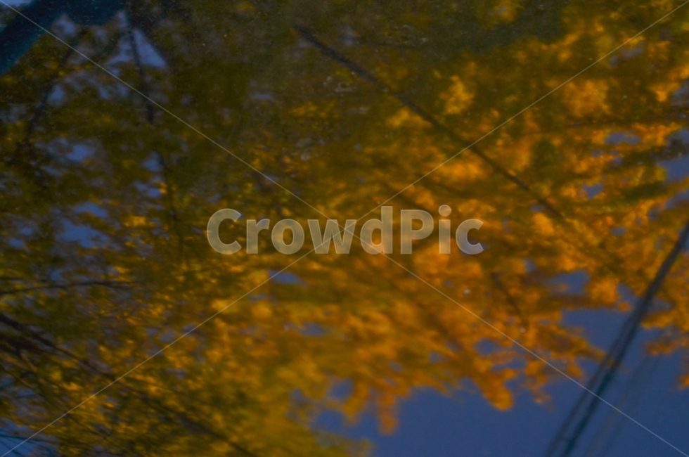 가을,풍경,감성,식물,비비드,가을,계절,fall,autumn,season,야경,밤,풍경,nightscape,night,landscape,식물,자연,plants,nature,나무,trees,wood