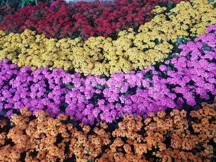 꽃,봄,flower,꽃밭,봄꽃