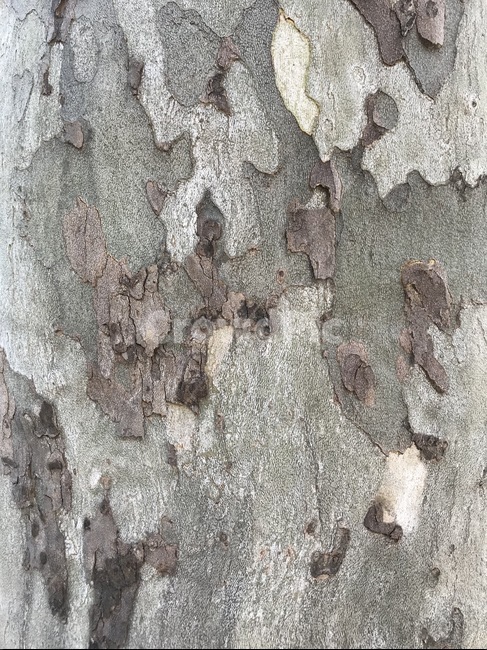 플라타나스,버즘나무,나무텍스쳐,나무질감,나무배경,나무껍질,나무,wood,tree,texture,텍스쳐,텍스처,택스쳐,택스처,버즘,군복무늬,밀리터리무늬