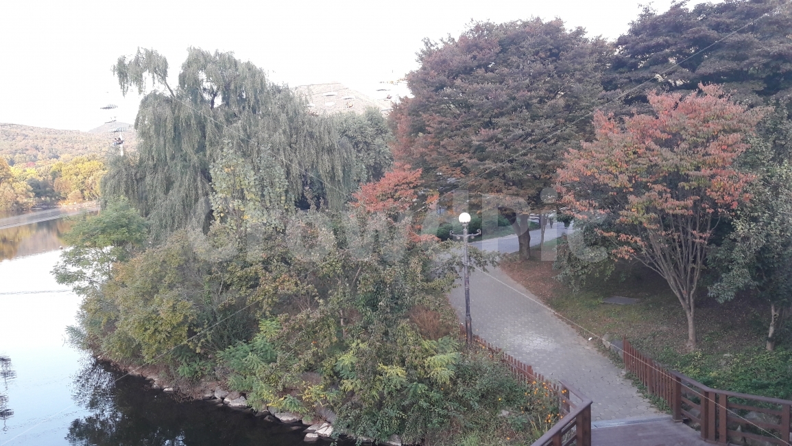 대공원,호수,단풍,나무,구경,가을,계절,fall,autumn,season,자연,풍경,nature,landscape,tree,plant,식물
