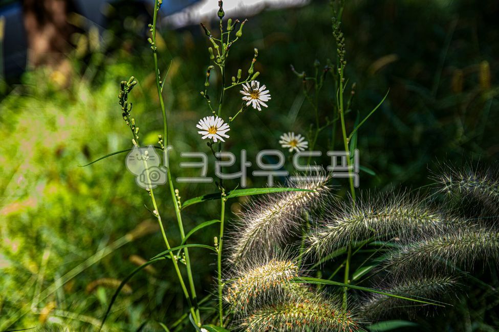 풍경, 공원, 나무, 풀, 꽃, 사진,이미지,일러스트,캘리그라피 - 감성이야기사진작가작가
