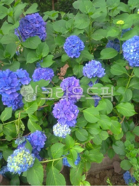 파란색수국,수국,꽃,예쁜꽃,파란색꽃