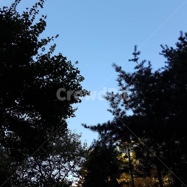 자연,풍경,나무,공원,나뭇잎,자연,풍경,nature,landscape,tree,fir,전나무,plant,식물