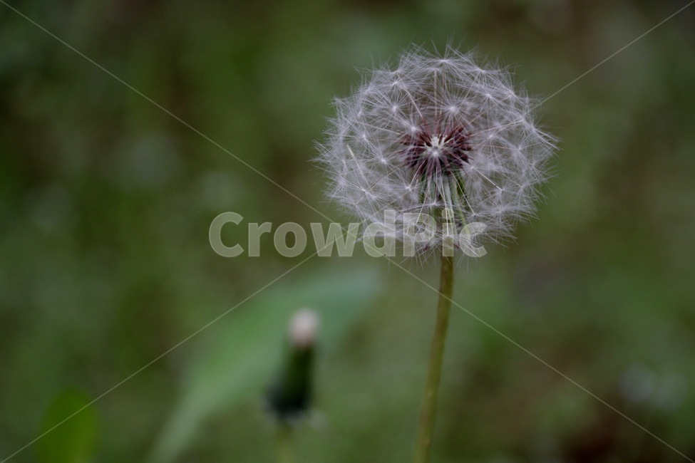 민들레,홀씨,날리는,dandelionseeds,seeds,green,rainy,dandelion,taraxacumofficinale,growing,flying,herb,민들레홀씨