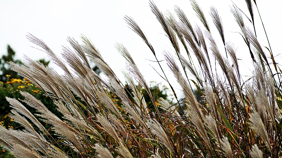 갈대,꽃축제,가을,꽃길,식물,가을,계절,fall,autumn,season,grass,잔디,plant,lawn,reed