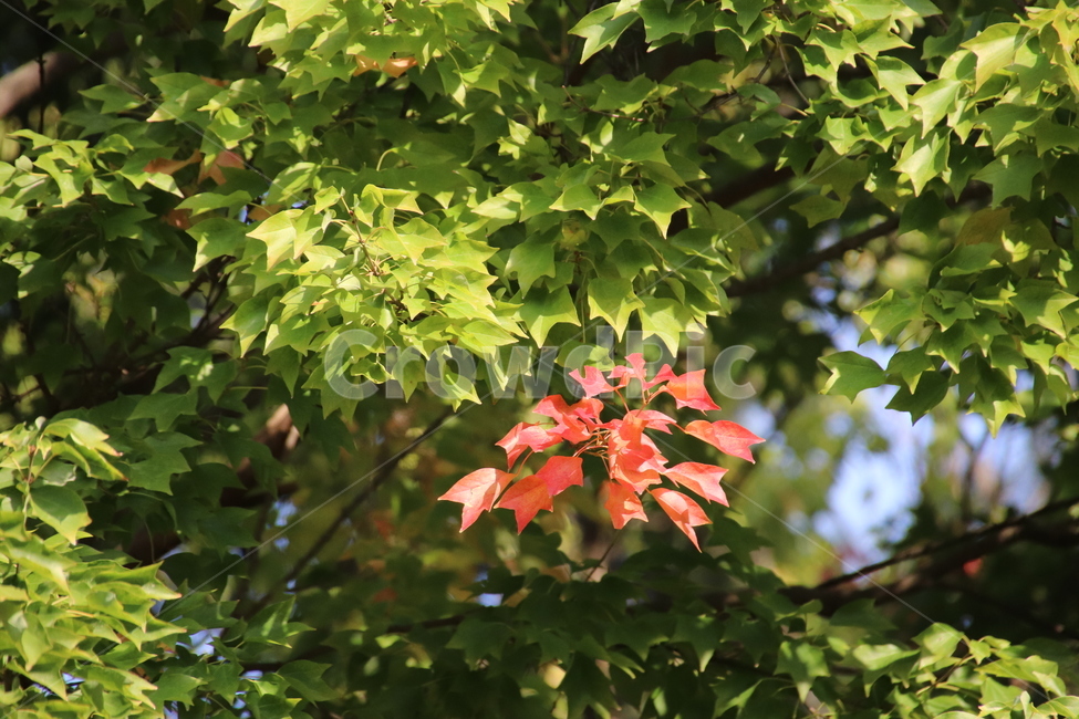 나무,나뭇잎,가을,자연,풍경,식물,자연,plants,nature