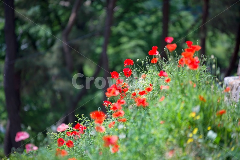 봄,꽃,양귀비,식물,붉은꽃,식물,자연,plants,nature,꽃,flower