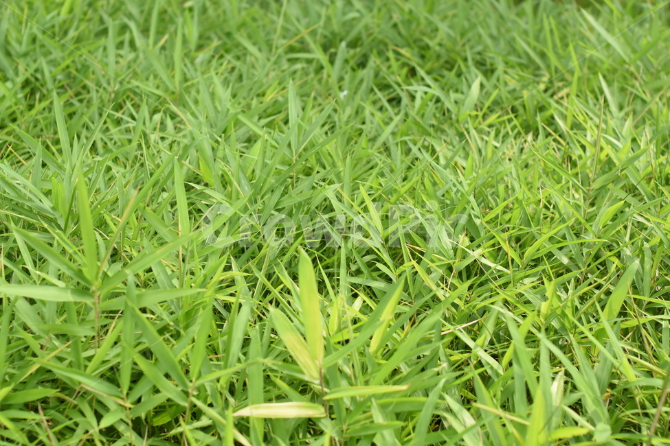 grass,녹색,잔디,그린,green,잔디밭