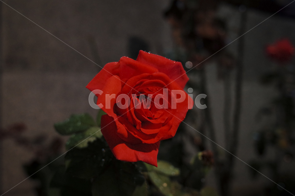blossom,꽃,flower,식물,plant,red,빨간꽃,빨간,붉은,붉은꽃,들꽃,rose,장미,밤,밤장미,빨간장미