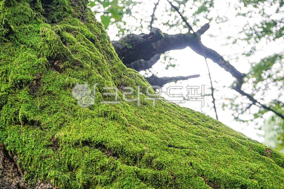 이끼,moss,나무,tree,식물,plant,자연,자연환경,이끼류,생태,생태환경,mosses,선태식물,이끼식물,그늘,음지