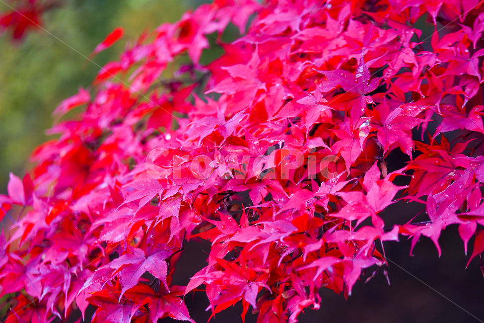 가을,단풍,낙엽,가을단풍,단풍나무,가을,계절,fall,autumn,season,식물,자연,plants,nature,leaf,잎,plant,tree,나무